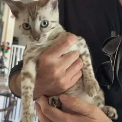 Bengal Cat 11 month old female for sale