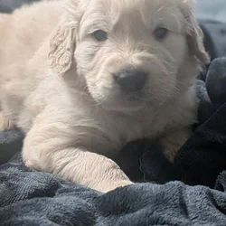 Golden Retriever Puppies