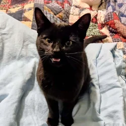 Free kittens to loving homes.