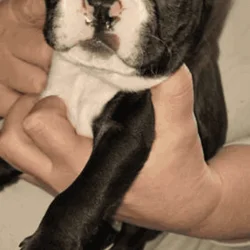 Boston terrier puppy