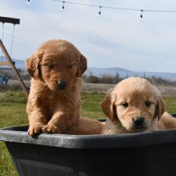 Purebred Golden Retriever papered