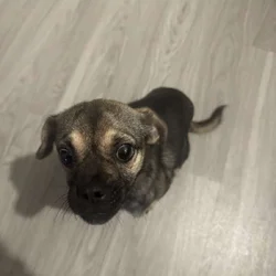 Puppy 4 Sale