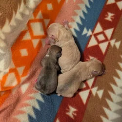 Beautiful Chihuahua puppies!