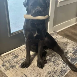 Upcoming litter (Cane Corso Catahoula)