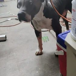 Free Puppies