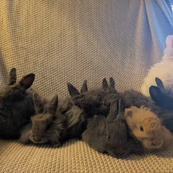 French Angora