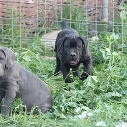 Cane Corso Puppies