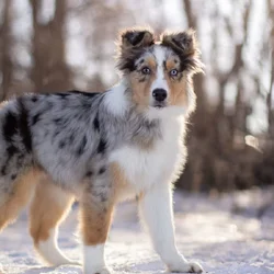 Blue Merle Female