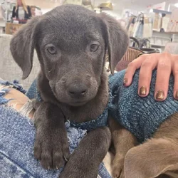 11 week old lab mixes available for adoption
