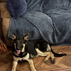 Obedient German Shepherd Puppy