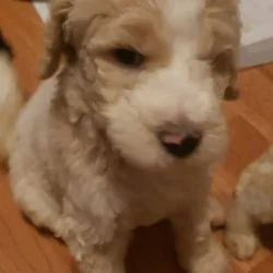 Beautiful AKC Standard Poodle Puppies