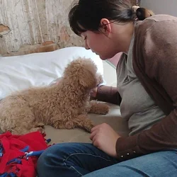 Poodle needs a good home