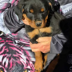 Rottweiler Puppies For Sale