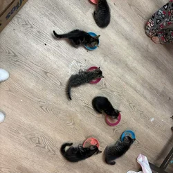 Kittens