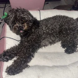 Adult black maltipoo looking for forever home