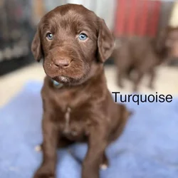 CKC Labradoodles