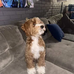 Angelic (M) F1BB Mini Goldendoodle Puppy