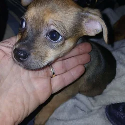 Female ShiChi Puppy