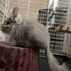 Chinchilla