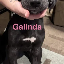 Galinda the lovely - all she wants is love