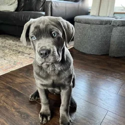 Cane Corso Puppy for sale