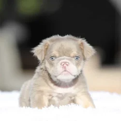 English Bulldog