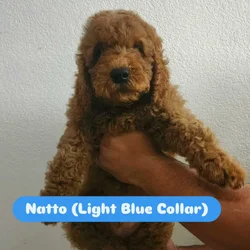 Natto - Family raised Male F1B Goldendoodle