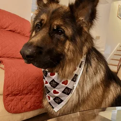 German Shepard Long Hair (Free)