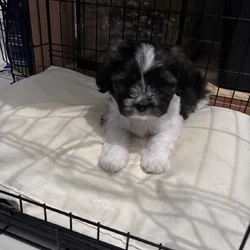 Shih Tzu puppy