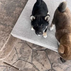 4 female pure bred Shiba Inu puppies - 9 weeks old