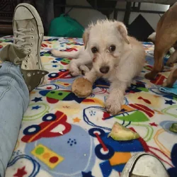 I have a nice girl puppie