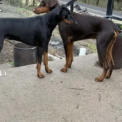 Doberman Puppies coming soon