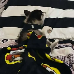 3 month old klee kai
