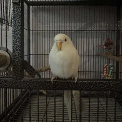2 female Budgies. (With cage)