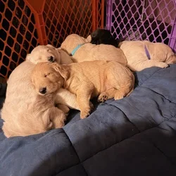 Labradoodle Puppies