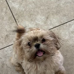 Shih Tzu puppies
