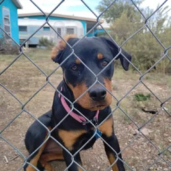 8 month old Female rottweiler spayed