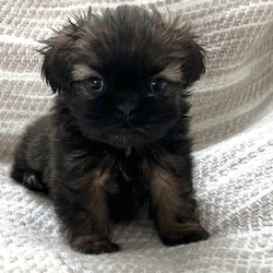 AKC Shih Tzu puppies
