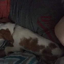 ISO Lemon Beagle