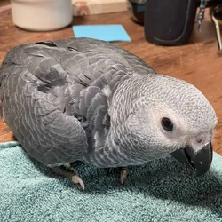 Beautiful & Healthy 3 year old African Grey