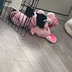 Yorkie-Poo For Sale