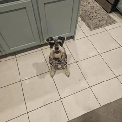 Mini schnauzer
