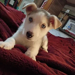 8 week old husky malamute wolf female puppy
