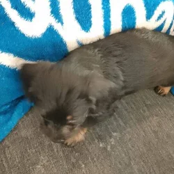 Shih Tzu
