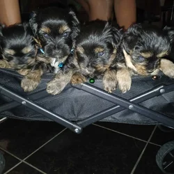 Morkiepoo puppies