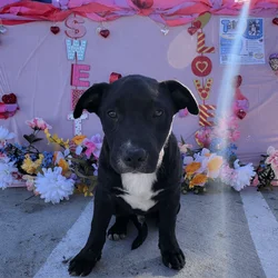 Male Lab Mix Puppy