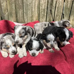 Adorable Australian Heeler pups