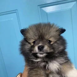 Registered Pomeranian puppies