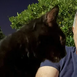 Black Cat Family of 4