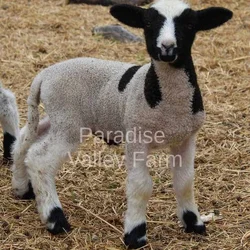 Baby Sheep